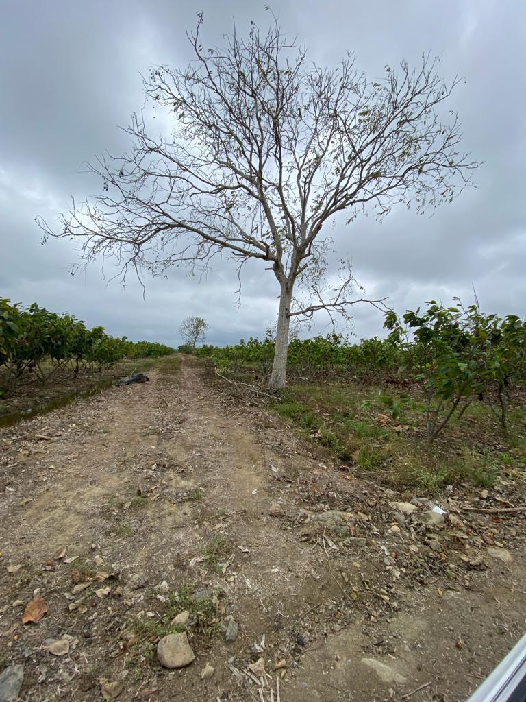 Miniatura de Finca en venta ubicada en La Cuca, Arenillas