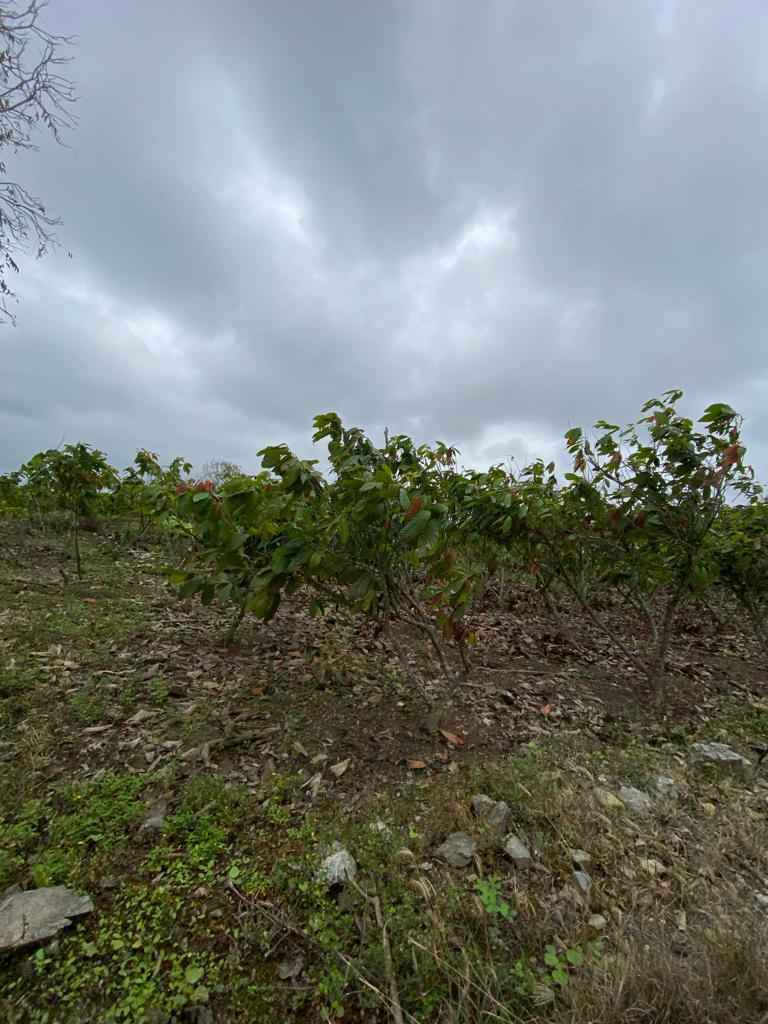 Miniatura de Finca en venta ubicada en La Cuca, Arenillas